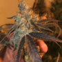 Peach Tart Regular Cannabis Seeds by Fidel’s Seed Co
